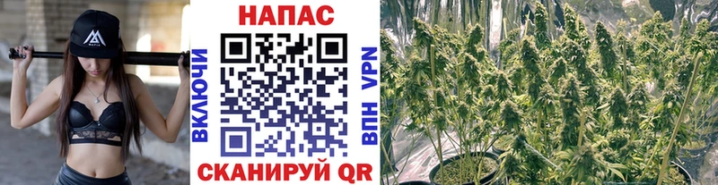 где купить наркоту  гидра зеркало  Марихуана VHQ  Кудрово 